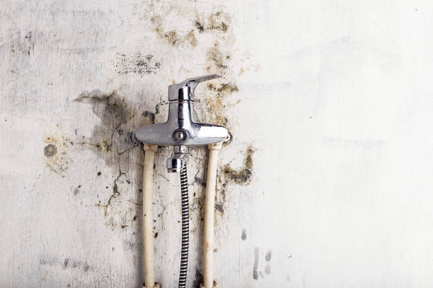 Best Certified Mold Removal  in Brickerville, PA