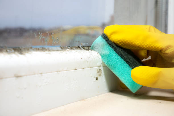 Best Affordable Mold Removal  in Brickerville, PA