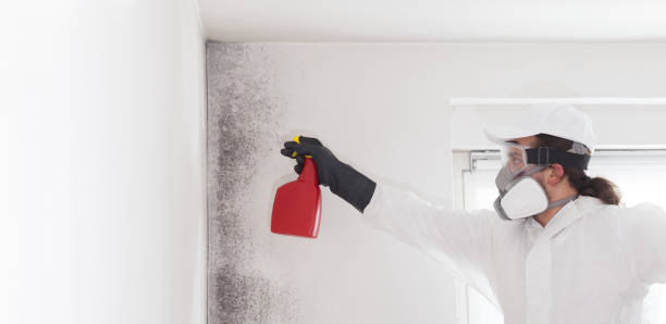 Best Attic Mold Removal  in Brickerville, PA