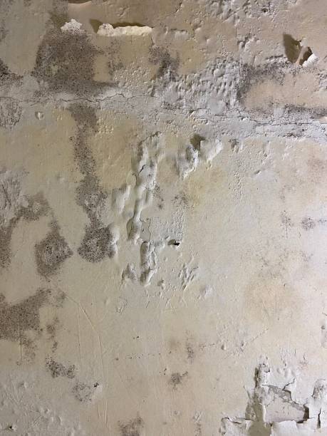 Best Home Mold Removal  in Brickerville, PA