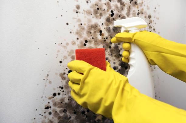 Best Commercial Mold Removal  in Brickerville, PA