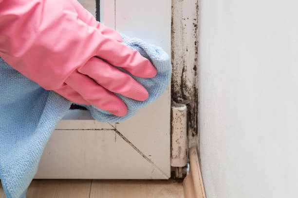Best Mold Testing  in Brickerville, PA