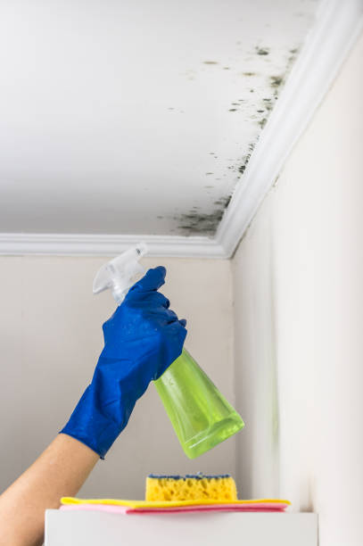 Best Office Mold Removal Services  in Brickerville, PA