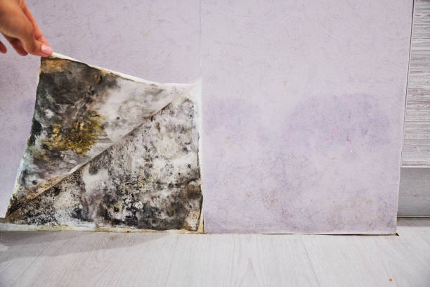 Best Certified Mold Removal  in Brickerville, PA